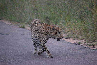 View of a cat walking on road