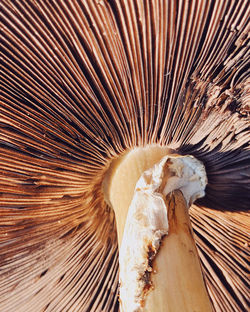 Close-up of a mushroom 