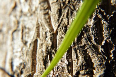 Close-up of tree trunk