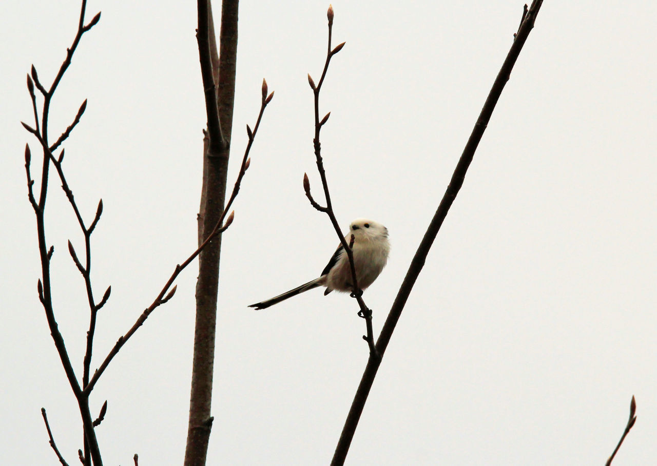 BIRD PERCHING ON A BRANCH