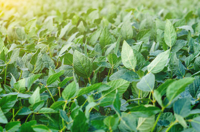 Soy leaves on the field. cultivation of legumes in agriculture