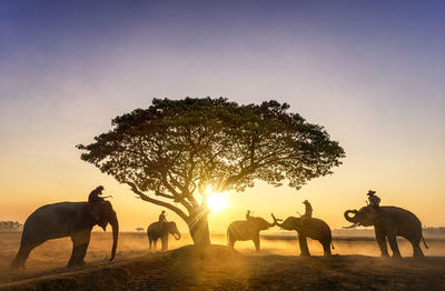 Elephant trainer and five mahout with three elephants walking to a tree during a sunrise silhouette.