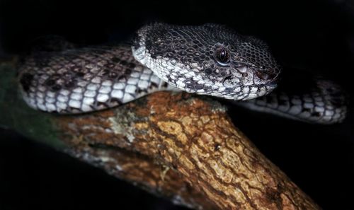 Close-up of lizard on tree