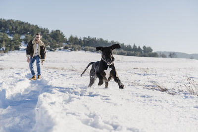 Playful great dane dog running while having fun with male owner in snow on sunny day