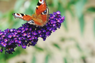 Close-up of butterfly on flower