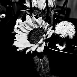 Close-up of sunflower against blurred background