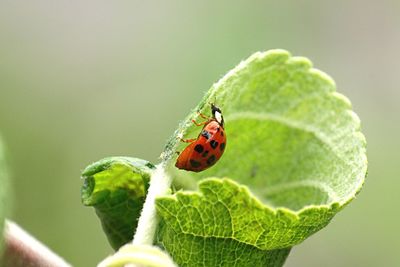 Close-up of beetle on leaf