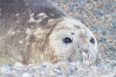 Close-up of an animal