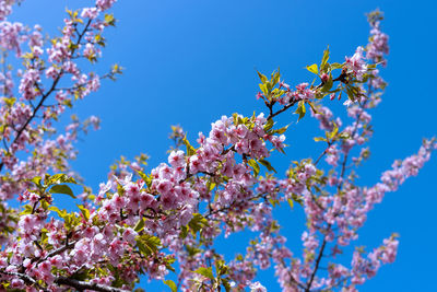 Low angle view of cherry blossoms against blue sky