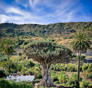 Trees on landscape against sky