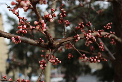 Close-up of cherry blossoms in spring