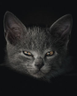 Close-up portrait of a cat over black background