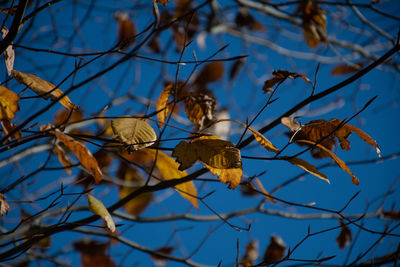 Low angle view of dried leaves on plant against sky