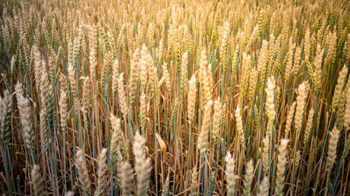 Crops growing on field