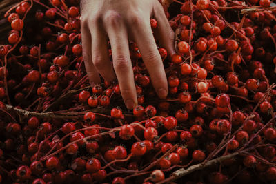 Close-up of hand on fruits