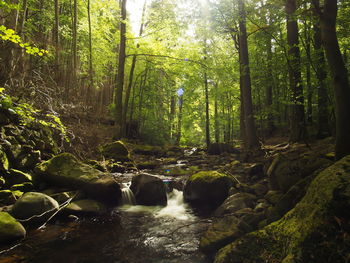 Stream flowing through rocks in forest