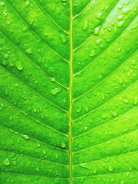 Full frame shot of water drops on leaf