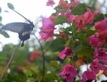 Close-up of insect on pink flowers