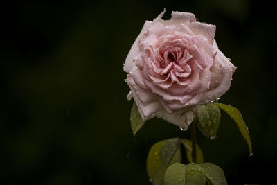 Close-up of pink rose against black background