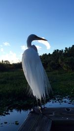 High angle view of gray heron by trees against sky