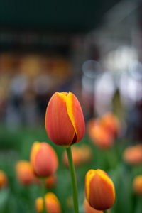 Close-up of orange tulips