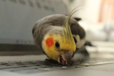 Close-up of cockateil on keyboard 