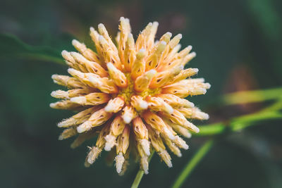 Close-up of yellow flowering plant