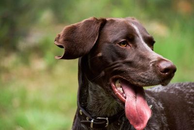 Close-up of german shorthaired pointer looking away standing on field