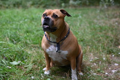 Dog looking away on field