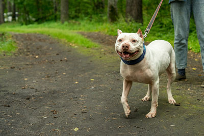 A kind white american pit bull terrier