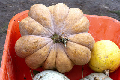 High angle view of pumpkins