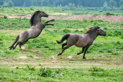 Horses running on grassy field