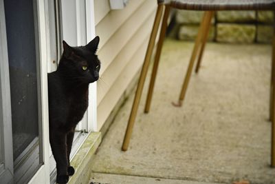 Portrait of black cat