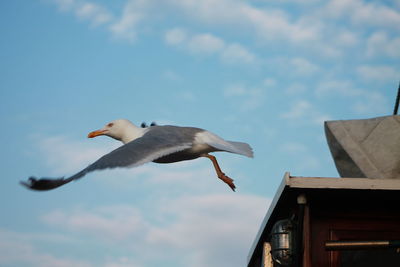 Low angle view of seagull flying against sky