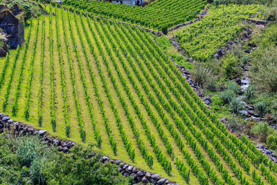 High angle view of corn field