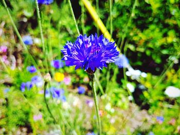 Close-up of purple flowering plant