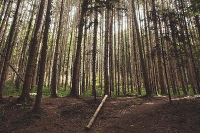 Trees in forest