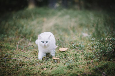 Portrait of kitten on field