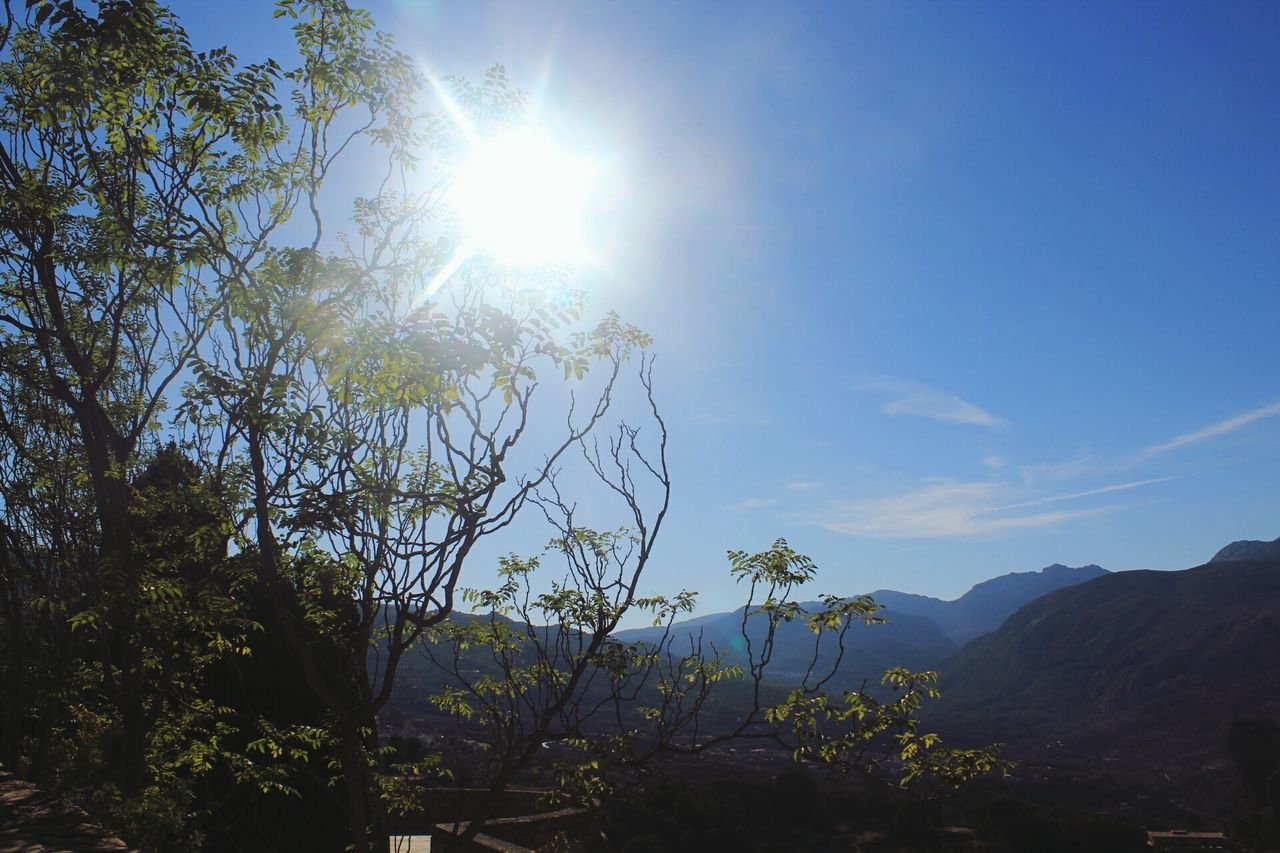 tree, sunlight, sun, sunbeam, lens flare, nature, growth, sky, beauty in nature, low angle view, no people, outdoors, day, tranquility, scenics