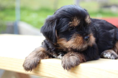 Close-up of a dog resting