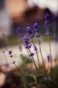 Close-up of purple flowering plant on field