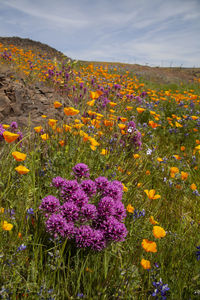 Purple owl's clover blossoming on field, northern california