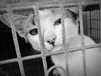 Close-up portrait of a cat in cage