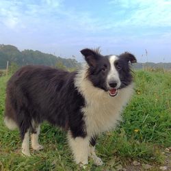 Dog on grass against sky