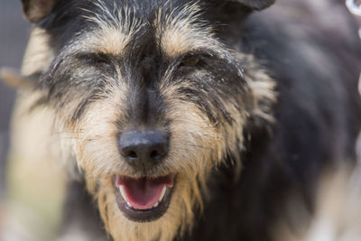 Close-up portrait of dog