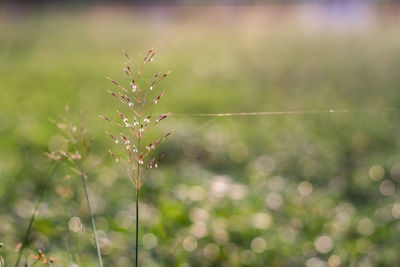 Close-up of water drops on plant