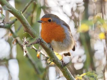 Close-up of robin perching on tree