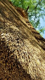 Low angle view of tree trunk