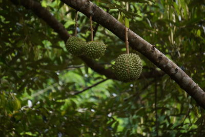 Low angle view of fruit on tree