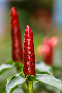 Close-up of red chili peppers on plant